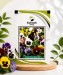 Pansy Swiss Giant Mix - Image 1